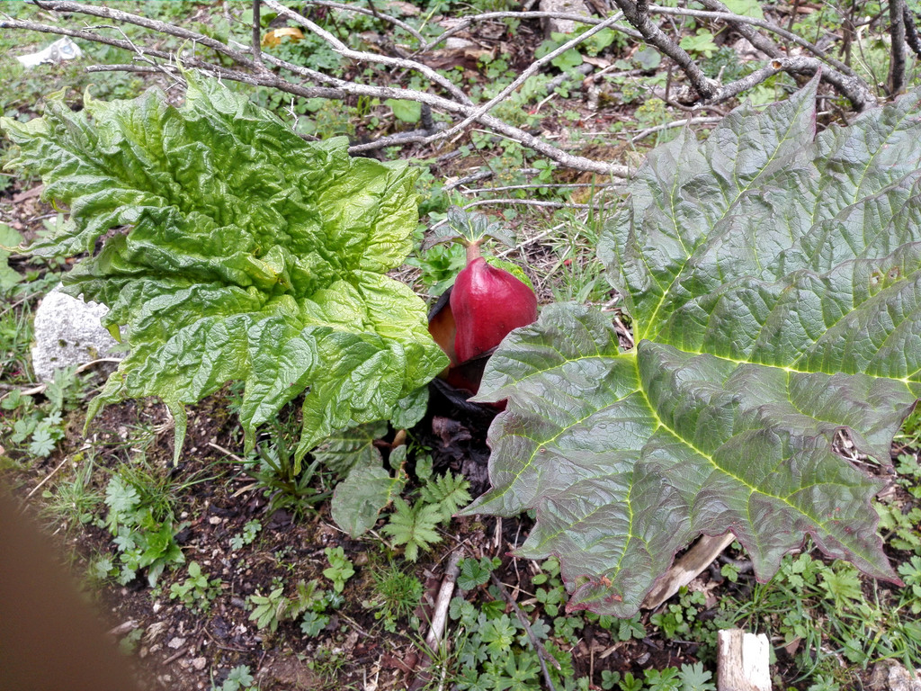 野生的大黄,支茎可以剥皮吃,略酸略涩,据杨导说开胃
