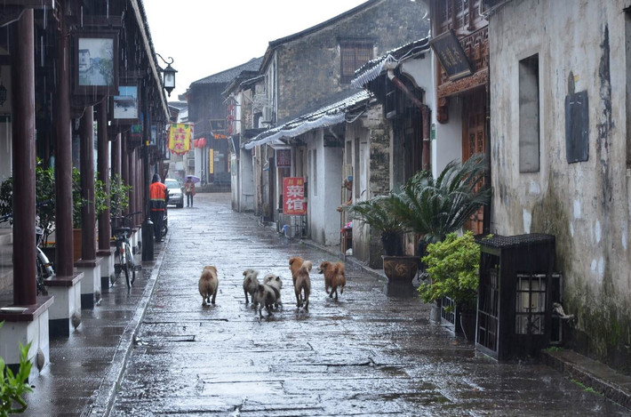 江南烟雨中