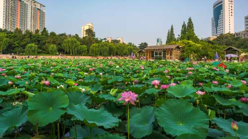 紫荆山公园