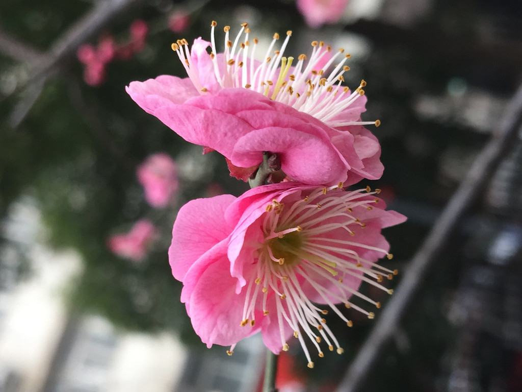 南京的市花有多美-梅花告诉你