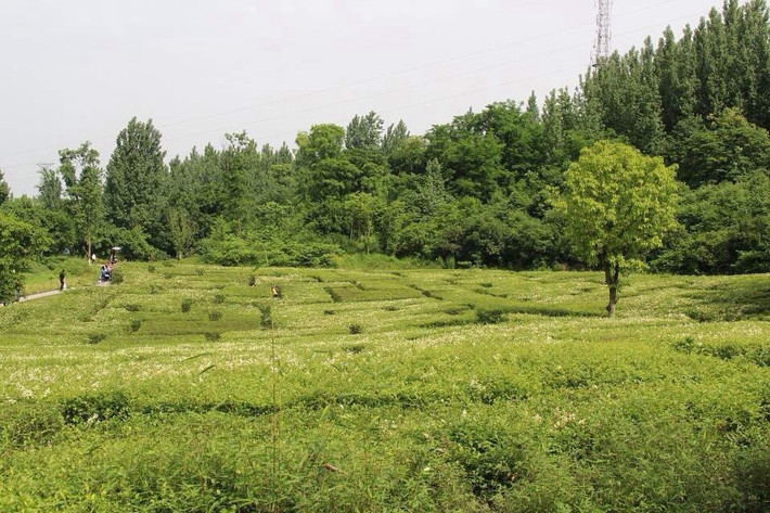                        植物迷宫