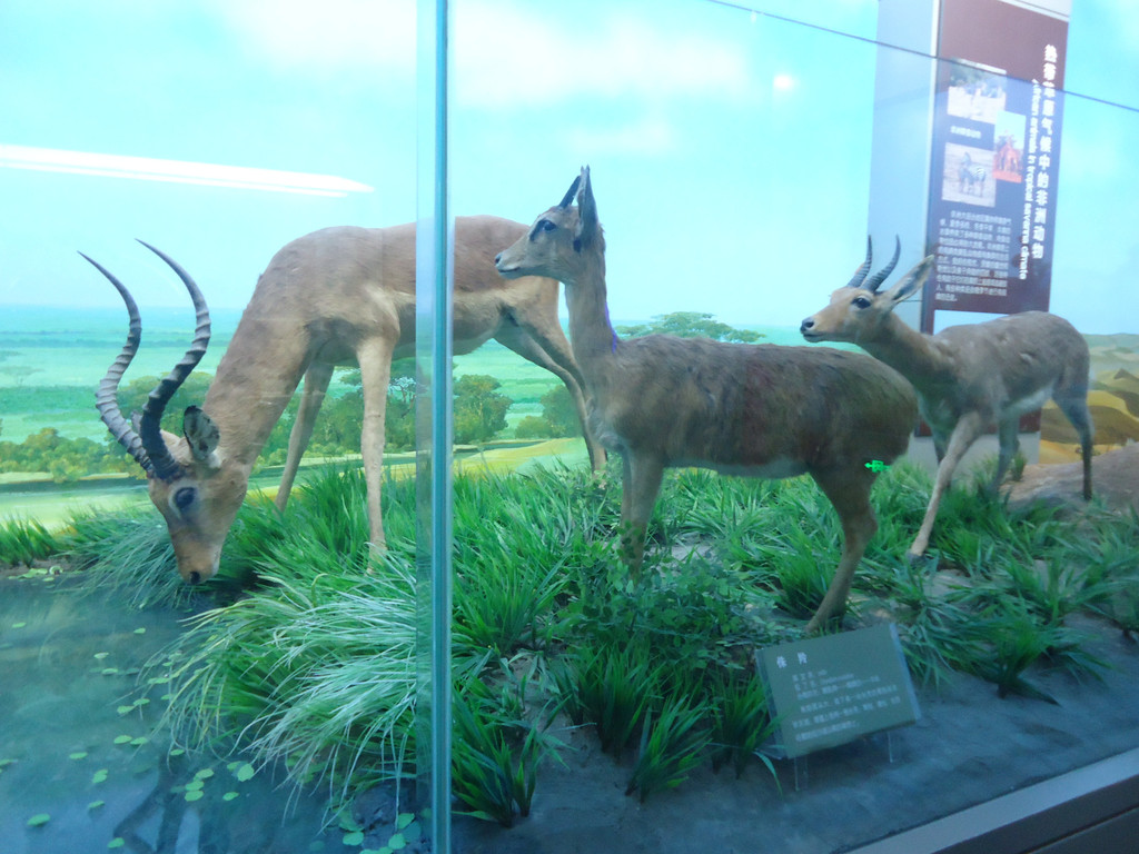 走进自然之北京自然博物馆-非洲动物展