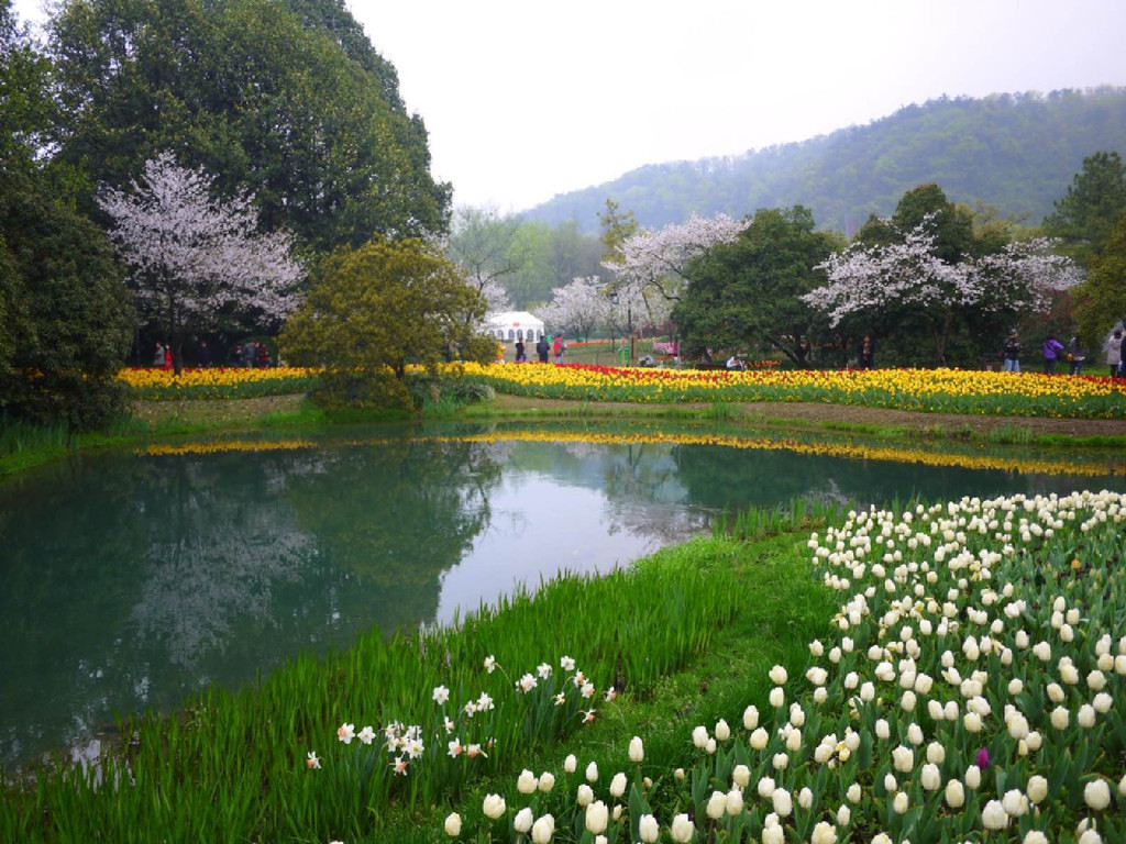 清早太子湾赏花