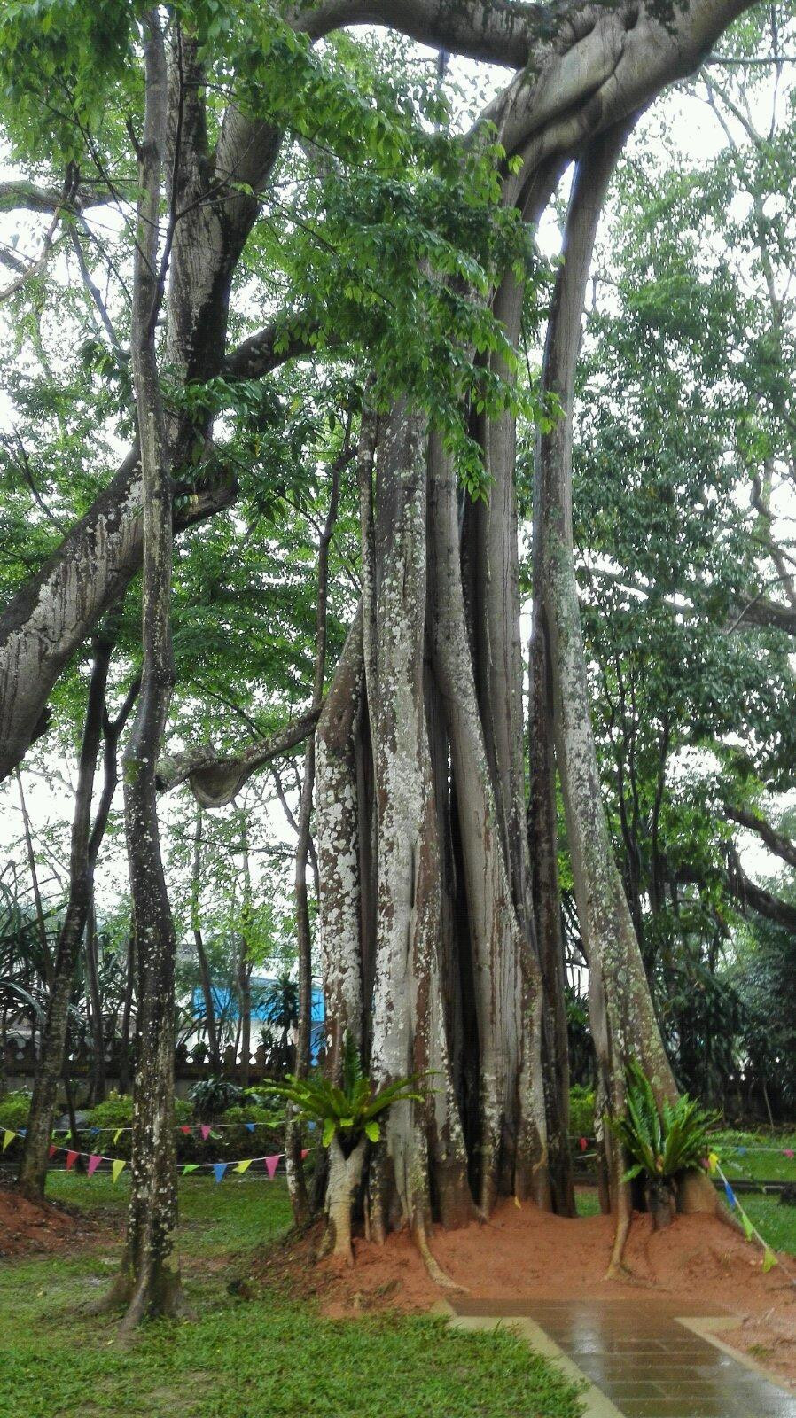 瑞丽独树成林