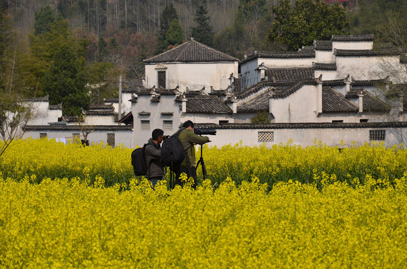 徽州油菜花季时