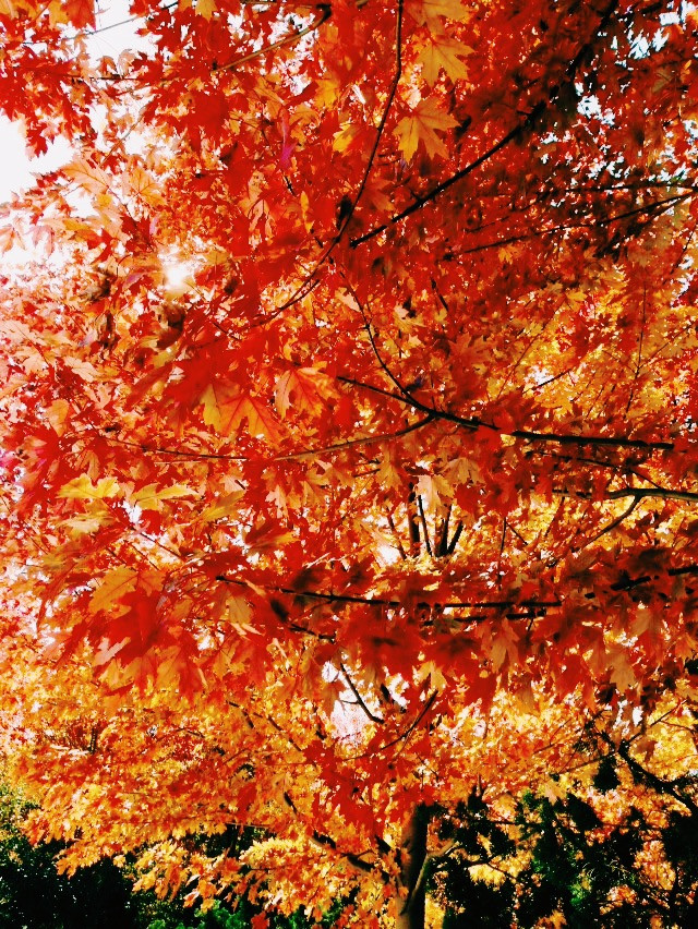 秋天到大连看红叶