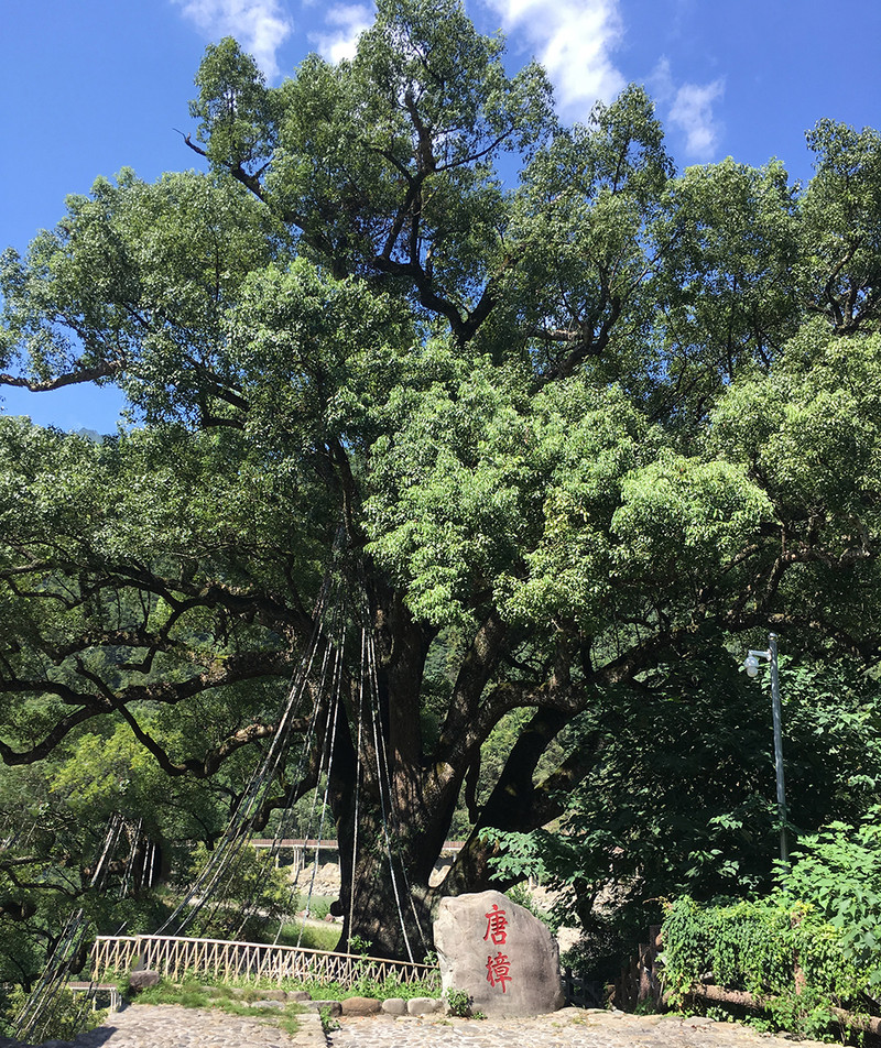 唐樟,(第7页)_大山谷图库