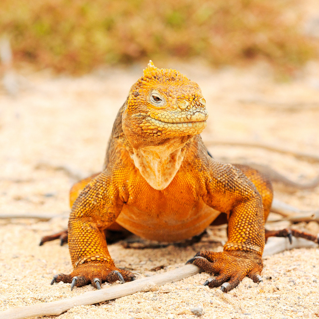 陆鬣蜥( land iguana )