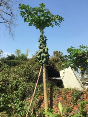 老板家的狗狗超级可爱!很粘人,夜晚的时候旅馆附近很有神秘感!