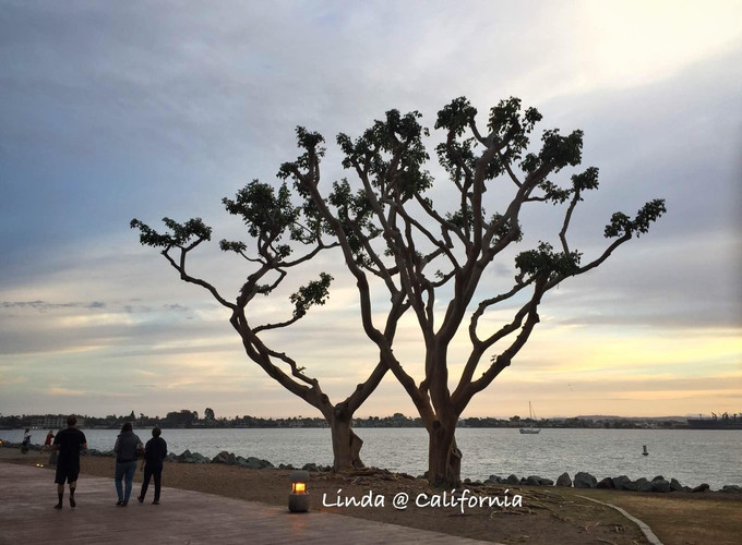 美西夏日也精彩(1)- 阳光记