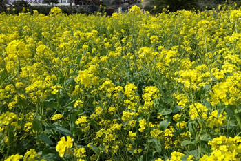 上海出发韩国济州岛4日姐妹行